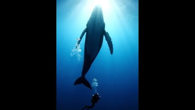 抖音奶片故意走漏视频7028 - 深蓝星球：探索海洋深处的未知世界
